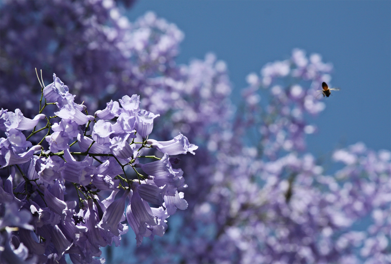 Illustration for article titled Spring has sprung: A Xyl0 photo gallery